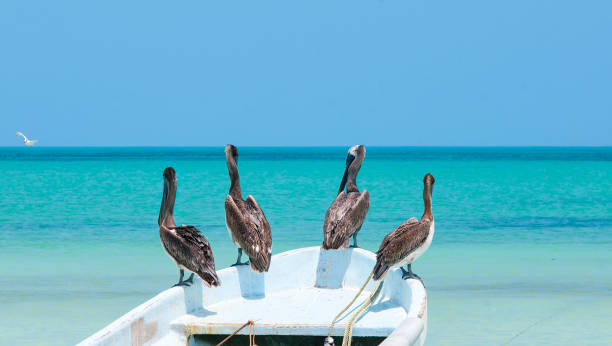 pelicans aboard their boat anchored on the white beach of the Holbox island, Mexico