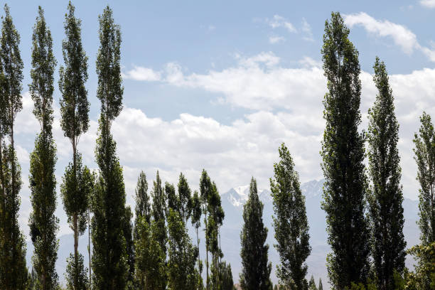 istock Beautiful green poplar and apple tree 1004862766