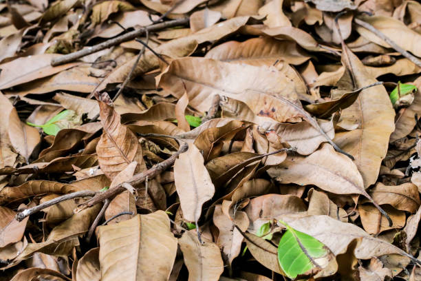 istock Closeup Dry Leaves and single green leave on the floor 1004862824