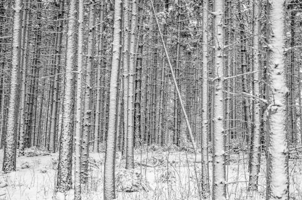 monochrome Winter landscape - trees and snow