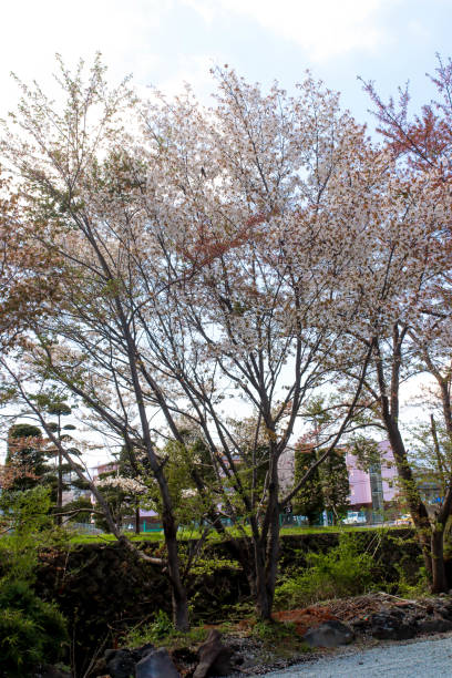istock Landscape of white  sakura flower tree in Japan 1004865184