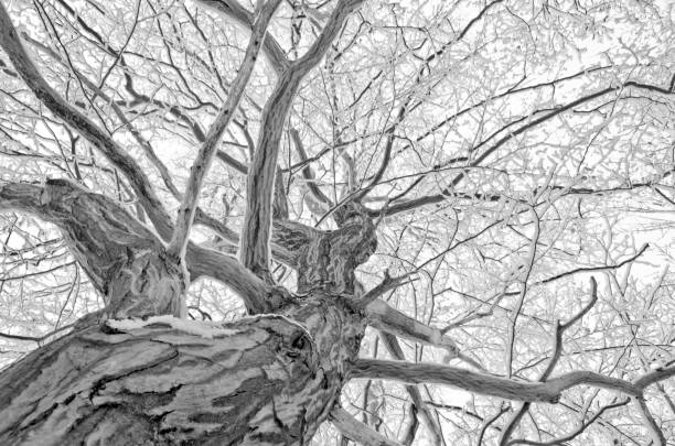 istock monochrome Winter landscape - trees and snow 1004865322