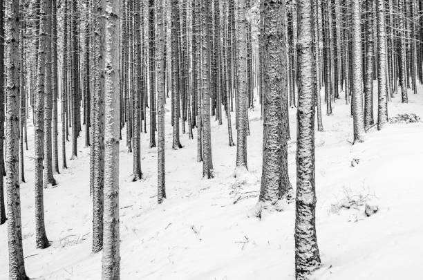istock monochrome Winter landscape - trees and snow 1004865336