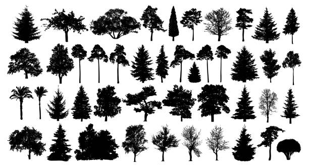 illustrations, cliparts, dessins animés et icônes de forêt de conifères. arbres définir la silhouette. arbre isolé sur fond blanc - pine tree forest summer evergreen tree