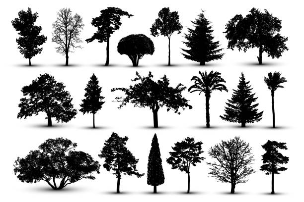 illustrations, cliparts, dessins animés et icônes de silhouette d’arbre, vecteur de la forêt. parc naturel. arbre de jeu, isolé sur fond blanc - park tree landscape botany