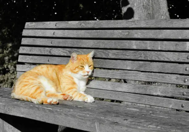 sleeping red cat on bench - colorkey