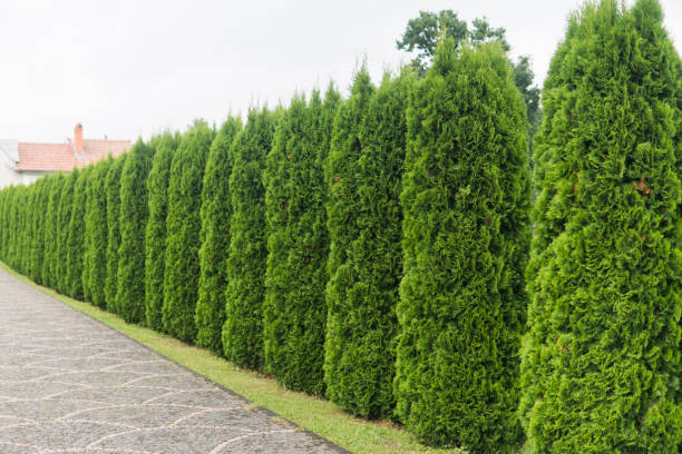 Green hedge of thuja trees. Green hedge of the tui tree. Nature, background. stock photo