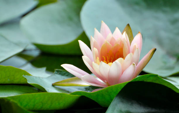 istock Blossom waterlily flowers 1004883386