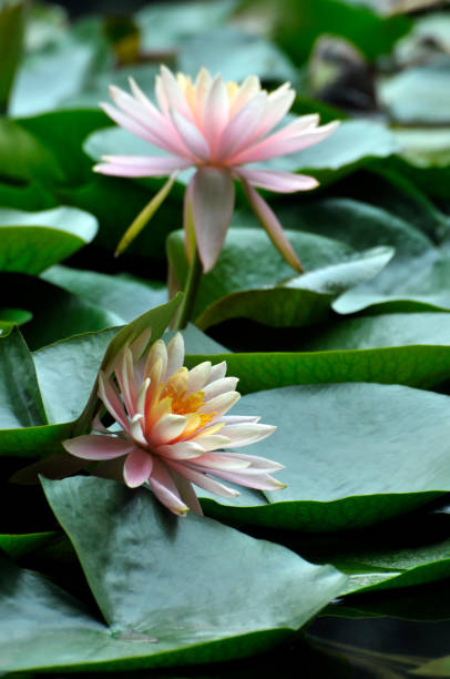 istock Blossom waterlily flowers 1004883392