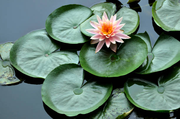 istock Blossom waterlily flowers 1004883446