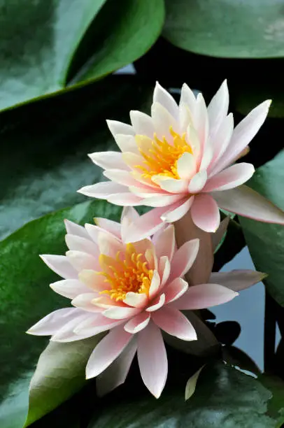 Photo of Blossom waterlily flowers