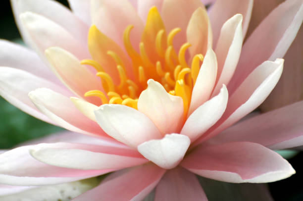 istock Blossom waterlily flowers 1004883488