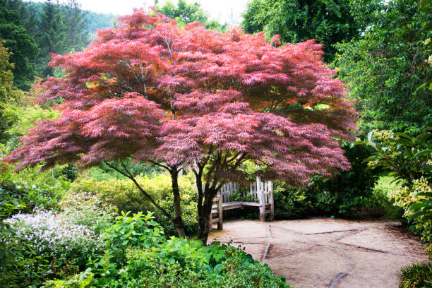 Mature purple acer or maple in an English country garden.