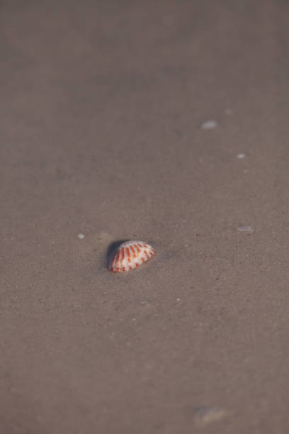 istock Sunray Venus Macrocallista nimbosa sea 1004887000