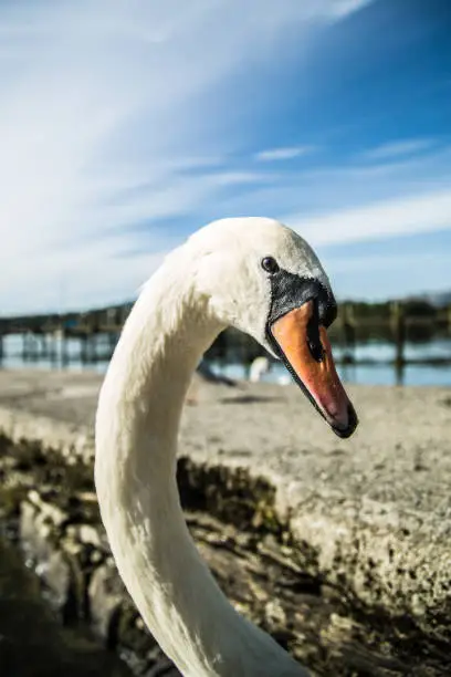 Closeup of a swan in the Lake District