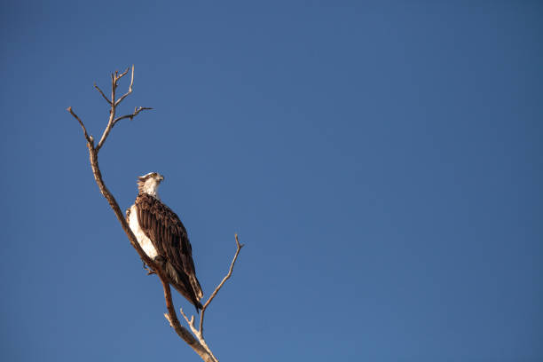 istock Osprey bird of prey Pandion haliaetus 1004890234