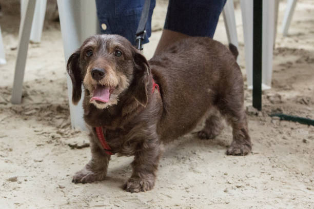 portret psa typu jamnik na spacer w belgii - domestic cat dog outdoors dachshund zdjęcia i obrazy z banku zdjęć