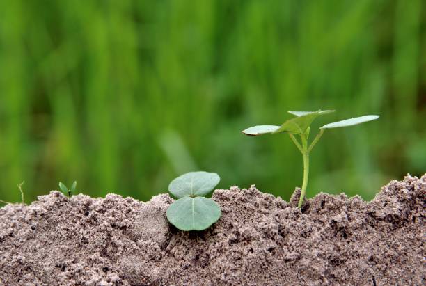 istock plant in nature concepts. 1004894052
