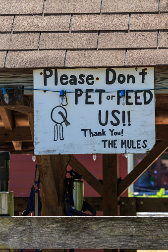 Mule Sign Stock Photo - Download Image Now - Animal, Canal, Delaware ...