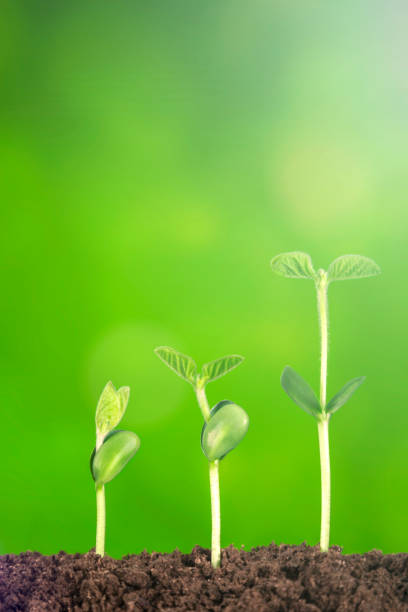 istock business growth:plant growing in soil on green background 1004894362