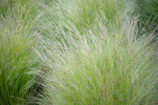 An ornamental Grass, Stipa Tenuissima