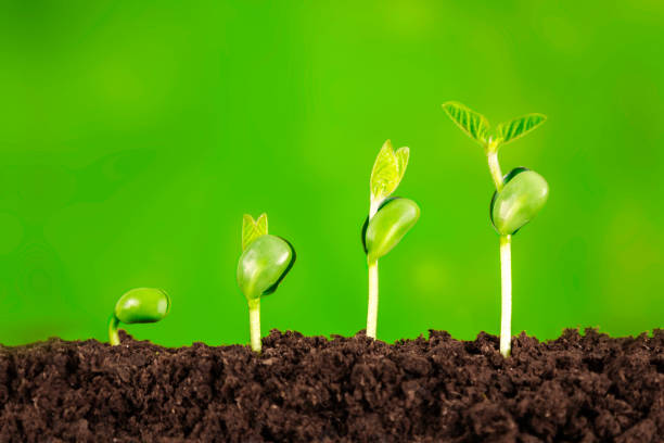 istock business growth:plant growing in soil on green background 1004898180