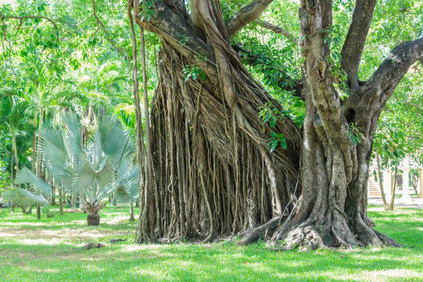 der stamm von dem großen baum im garten. - root tree sarasota tropical climate stock-fotos und bilder