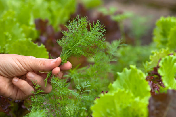istock hand with fresh dill in the garden 1004900874