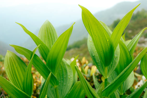 green tropical leaf with water drops. closeup background organic photo