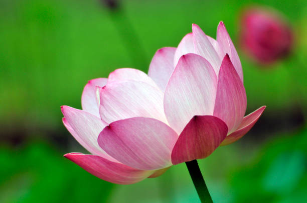 istock Blossom pink lotus flower in pond 1004901972