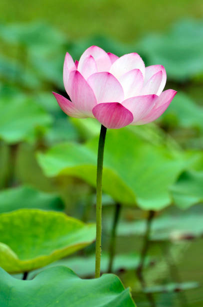 istock Blossom pink lotus flower in pond 1004901998