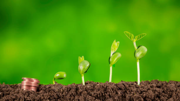 istock bussiness investment:coin growing in soil on green background 1004905414