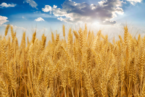 istock Golden wheat field and sunny day 1004908316
