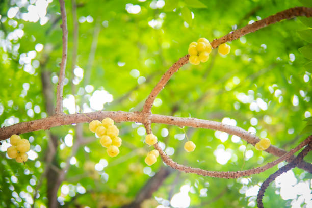 Star gooseberry on branch tree on bokeh blurred background