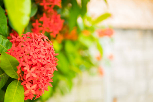 Red lxora flower bouquet on branch tree on blurred background