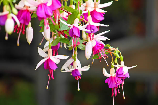 istock flowers of fuchsia 1004917892