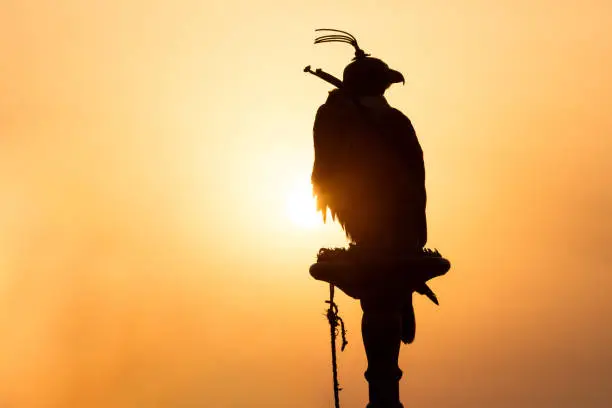 Silhouette of a saker falcon in front of a sunrise in the desert. Dubai, UAE.