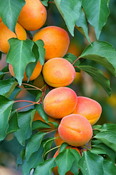 istock ripe apricots on branch 1004922198