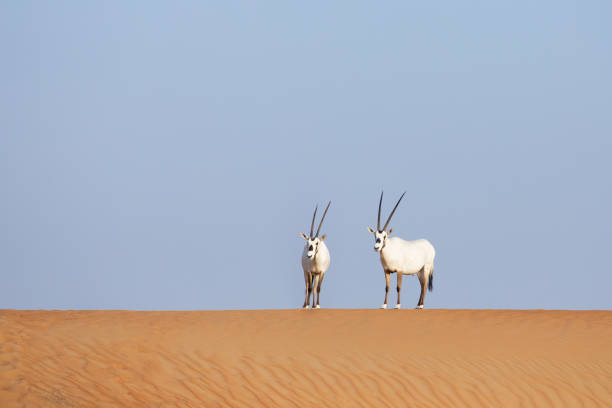 endangered arabian oryx in desert landscape. - oryx gazella leucoryx imagens e fotografias de stock