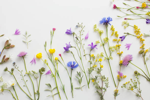 istock summer flowers on white paper background 1004922506