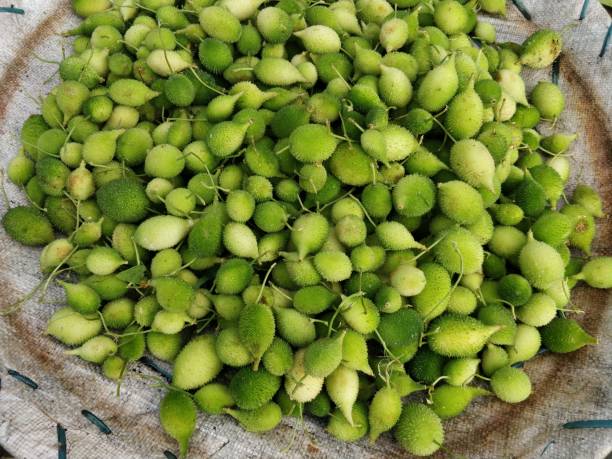 istock Momordica Dioica backgrounds 1004923038