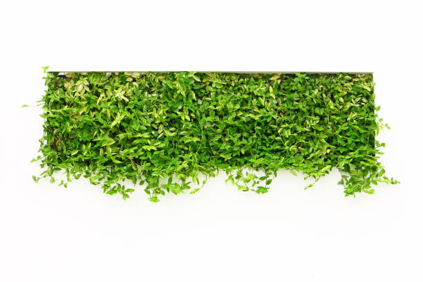 istock Green square made of plants 1004923326