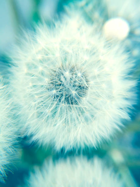 istock Macro view of dandelion in blue tones 1004923748
