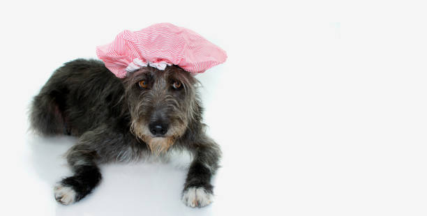 istock BLACK MIXED BREED DOG READY TO HAVE A BATH WEARING A  PINK BATHING CAP. ISOLATED WITH COPY SPACE. WHITE BACKGROUND. 1004924958