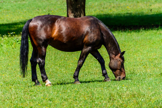 A horse grazing on a meadow
