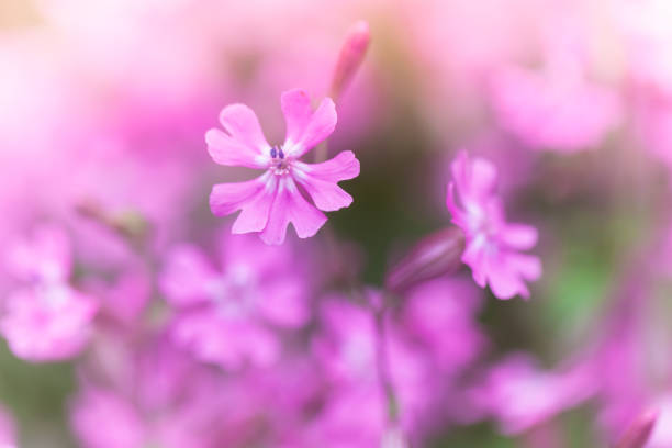 istock Phlox subulata, Creeping Phlox. Pink flowers 1004939774