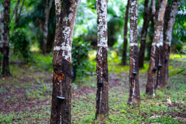 istock Rubber isoprene stem tree in garden forest 1004940816