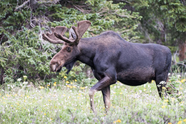 istock Bull Moose Near The Edge Of A Forest 1004943028