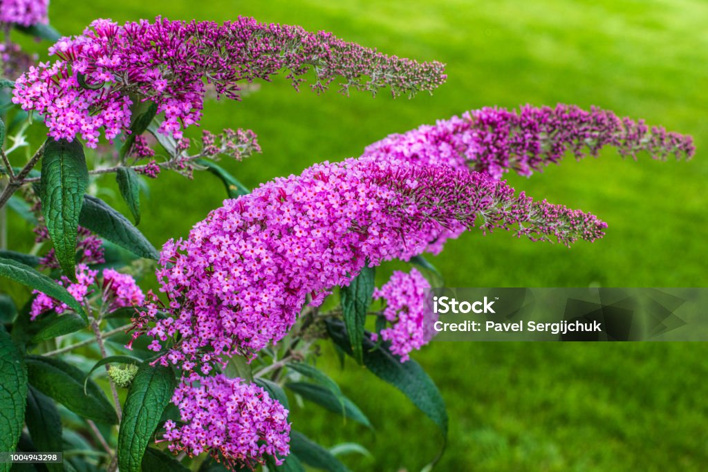 Kukkiva kasvi Buddleja Davidii - todella Perhospensas - Rojaltivapaa avainsanalla Syyssyrikkä ja tyyppiä Kuvapankin valokuva