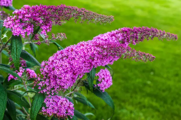 Summer lilac, butterfly-bush, or orange eye, is widely used as an ornamental plant. Orange-eyed pink flowers put on a dazzling and bountiful display, as well as attracting lots butterflies to the garden over several months from midsummer. Low-growing and easy to care for, this super shrub will pack a big punch in the mixed or shrub border, and it also does very well in pots.

And you can decorate your walls in own house with a large picture of this beautiful plant, and even virtually feel its fragrance.

* Please note: my author's photography you can print in a large enough size on any type of paper.